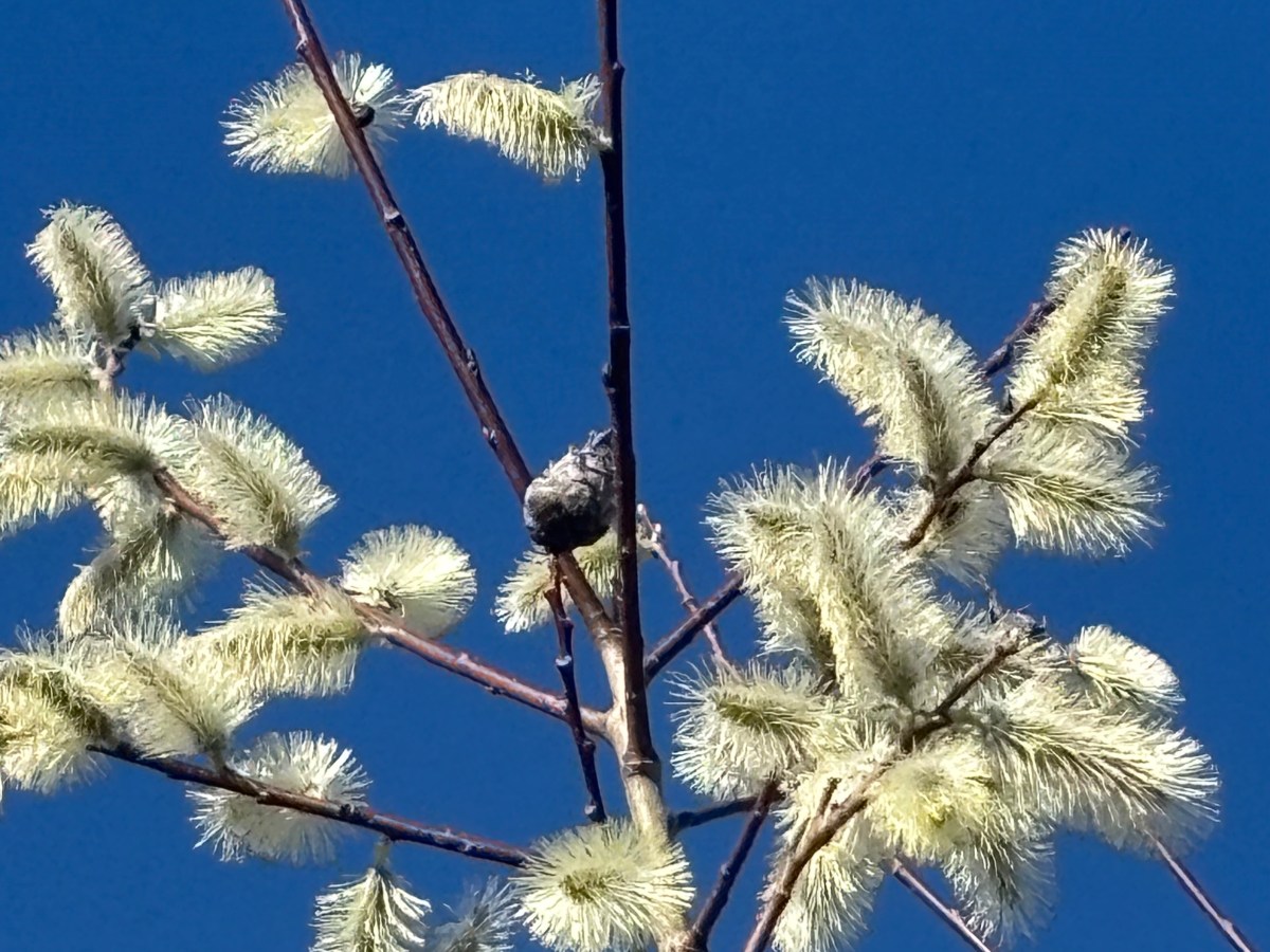 The Willow Pine Cone Gall&nbsp;Midge
